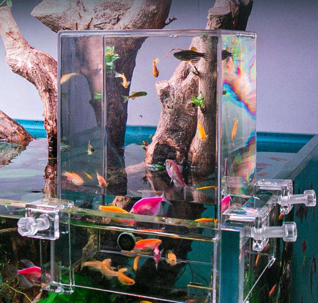 1 Set Aquarium Vacuum Fish Tower Above The Water with Snaps Fish Tank Decoration Transparent Expanded Swim Area Aquarium - Urban Pet Plaza 